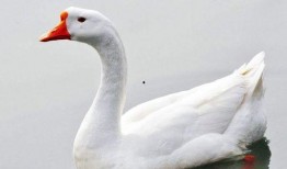 朝阳吃瓜群众一枚 抖音网红大鹅,朝阳吃瓜群众的潮流新宠